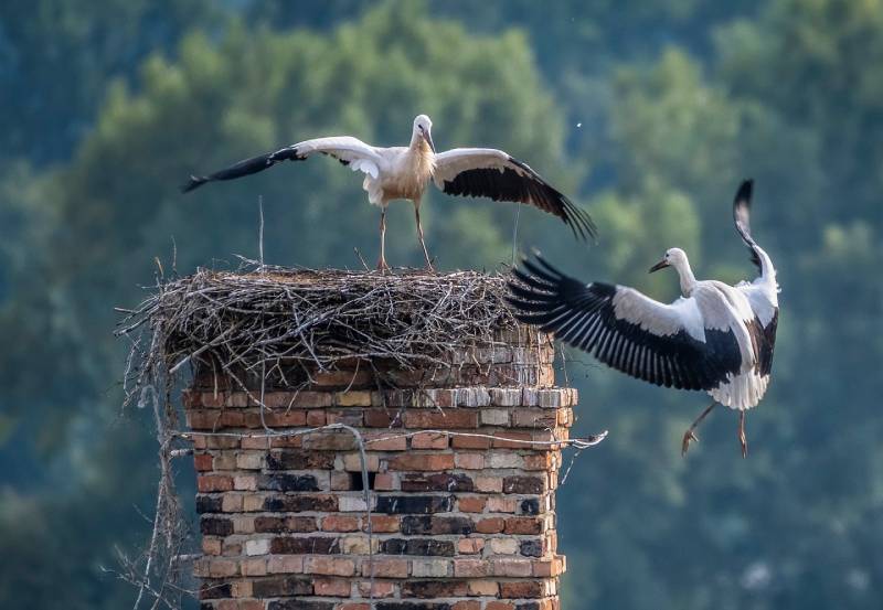 Professional Chimney Animal Removal Services in Middle River, Maryland