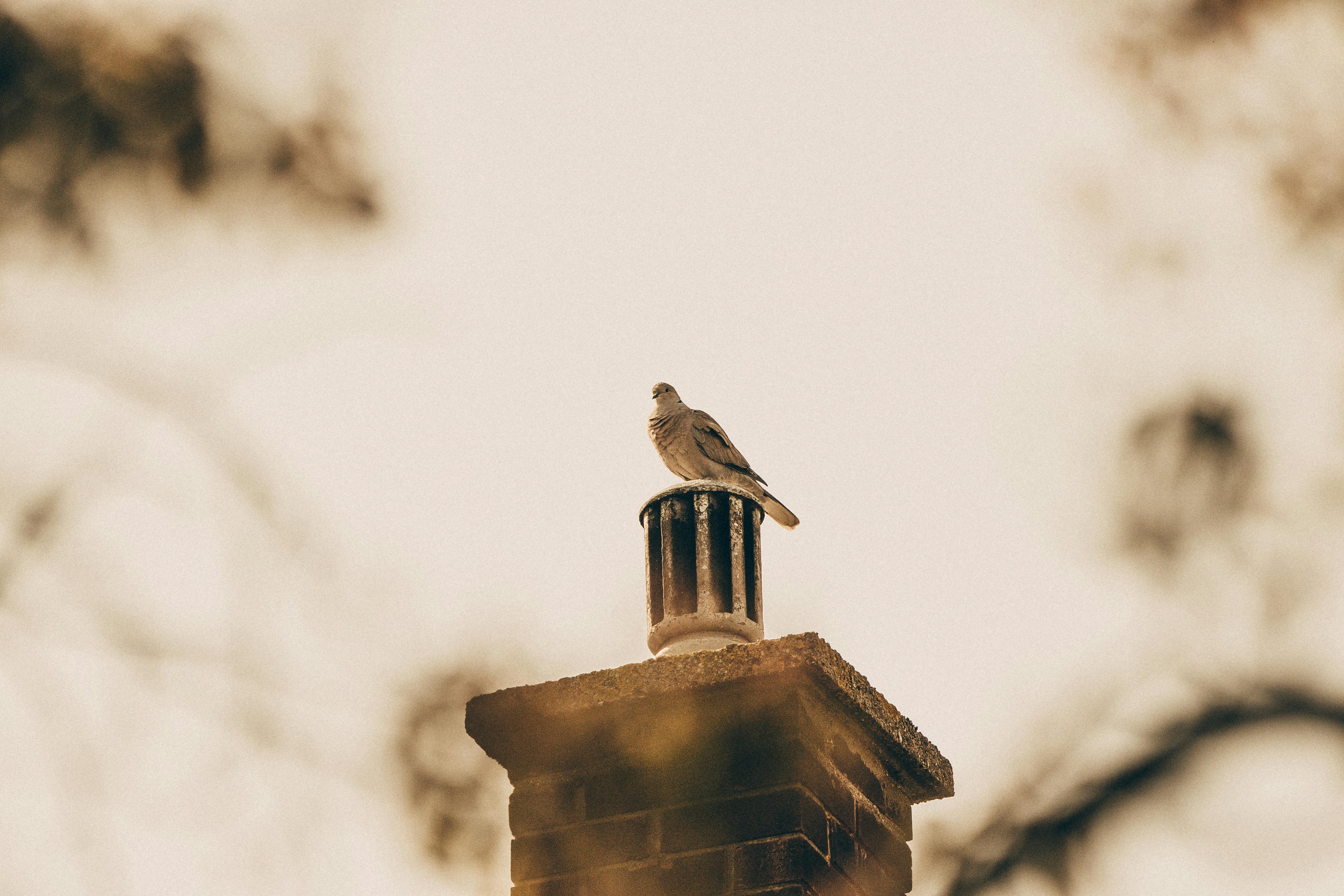 Professional Chimney Cap Installation Services in Middle River, MD Expert Chimney Cap Installation in Middle River, Maryland